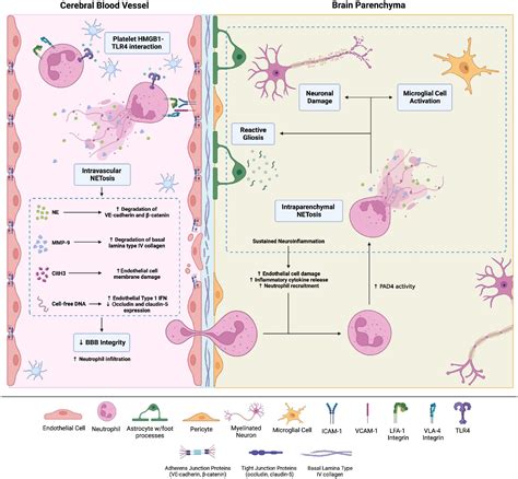 Frontiers | Neutrophil extracellular traps in central nervous system ...