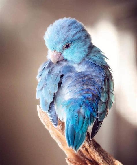 he Spix's Macaw is a blue magnificient parrot and is unfortunately ...