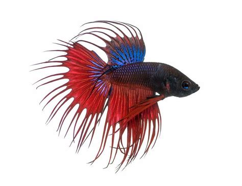 How To Cure Dropsy in Betta Fish? Dropsy or Constipation?