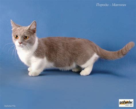 Munchkin - Information, Health, Pictures & Training Pet Paw