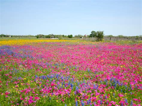 Wildflowers-Seguin-Texas – Texas Hispanic-Serving Institutions Consortium