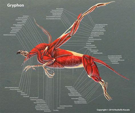 Картинки по запросу griffin anatomy muscle | Anatomy, Muscle anatomy ...