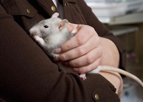 How to Take Care of Pet Rats