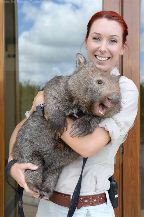 Aww wombat | Cute animals, Cute wombat, Animals beautiful