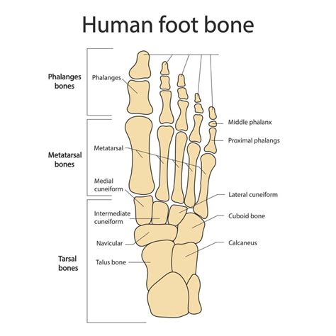 Bones Of The Foot