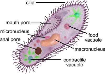 Describe the structure of a typical protist.