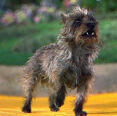 Who Played Toto the Dog in the "Wizard of Oz?" - ReelRundown