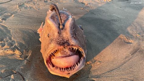 Monstrous deep-sea Angler Fish found on San Diego, California is ...