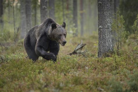 Plants & Animals in the Taiga Biome | Sciencing