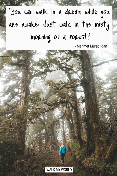 100 Forest Quotes that encapsulate the beauty of the woods — Walk My World