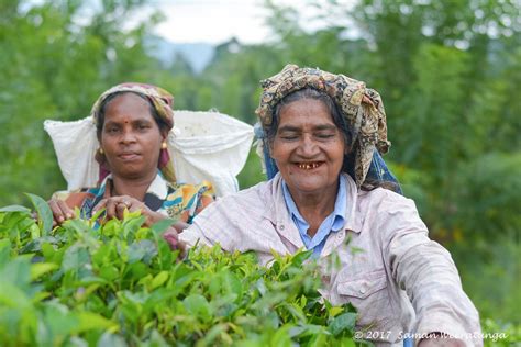 Sri Lankan Traditional Tea Pluckers, Sri Lanka