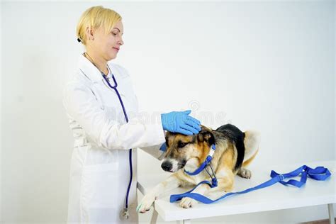 Dog at a vet stock image. Image of exam, healthcare - 103218807