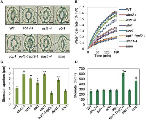 Analysis of several stomatal mutants in terms of stomatal aperture size ...