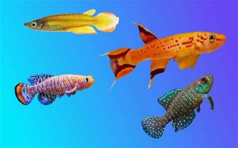 The Complete Guide to Killifish (Species, Care, Diet, & Breeding)