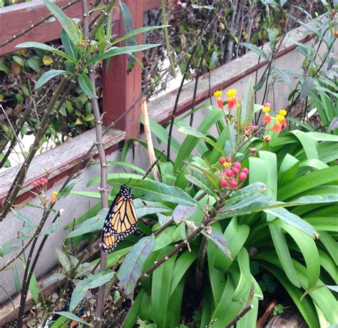 Creating A Monarch Butterfly Habitat