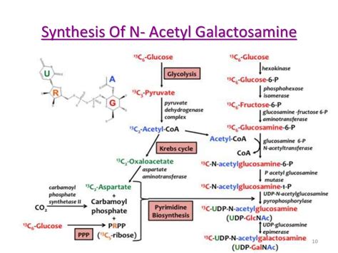 Metabolism of mucopolysaccharides