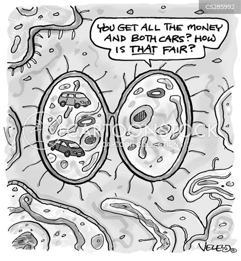 Mitosis Meiosis Cartoon