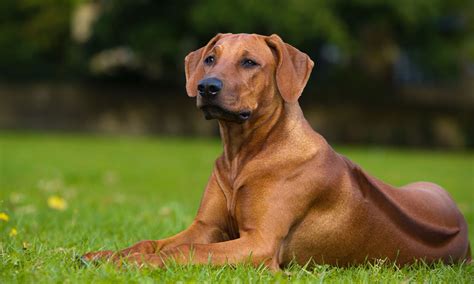 Rhodesian Ridgeback: Breed History, Temperament, And FAQs, 50% OFF