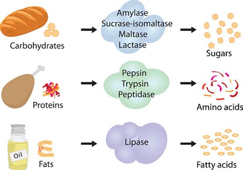 How Enzymes Work Stock Illustration - Download Image Now - Enzyme ...