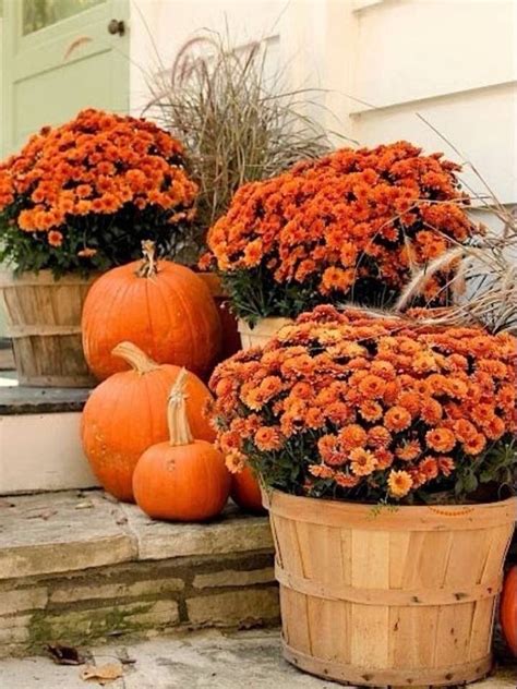 Mums And Pumpkins On The Porch Pictures, Photos, and Images for ...