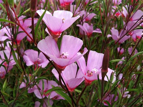 500 Pink FAREWELL TO SPRING Clarkia Elegans Godetia Flower | Etsy