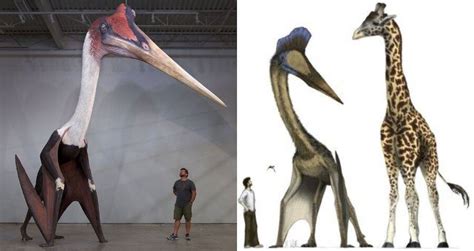 Quetzalcoatlus, The Largest Flying Dinosaur To Ever Live