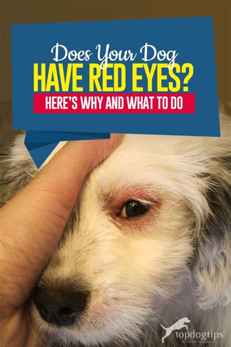 Dog Has Red Eyes? Here's Why and What to Do | Red eyes, Cherry eye in ...