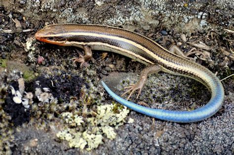 6 Popular Pet Skink Species: Types You Can Keep at Home