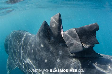 Threats to the Whale Shark - WhaleSharkie.com