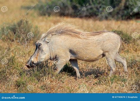 Warthog in natural habitat stock photo. Image of wild - 67743674