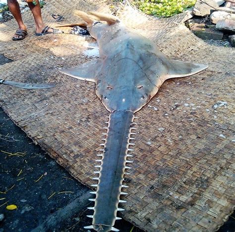 Sawfish Conservation Society