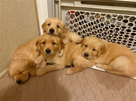 Golden Retriever Puppies For Sale | Scranton, SC #312251