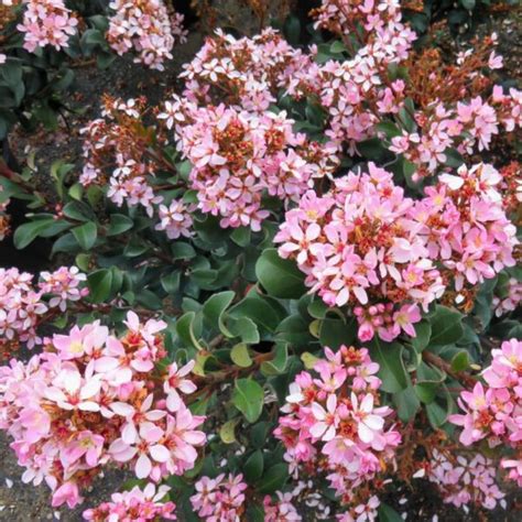 Indian Hawthorn ‘Dwarf Pink’ – The Home & Garden Center