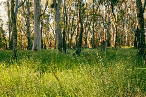 Beautiful Australian Bushland with Gum Trees at Koondrook, Victoria ...