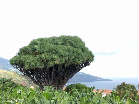 Best hiking route in La Palma island - Thyme consuming