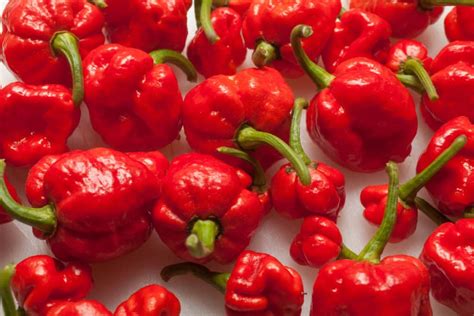 Trinidad Moruga Scorpion Pepper Hot Sauce Recipe | Blog Dandk