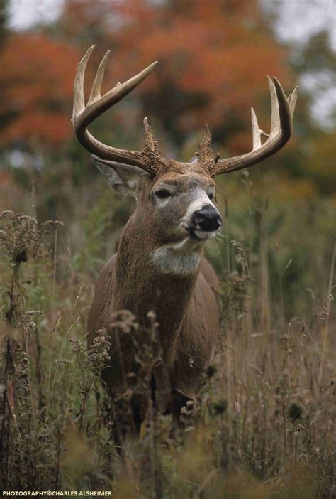 Whitetail Deer Antler Growth Process - Legendary Whitetails - Legendary ...