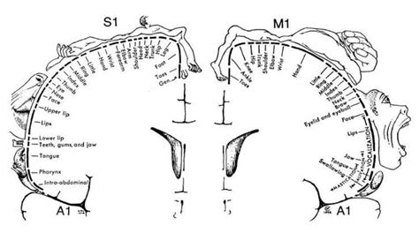 Primary Somatosensory Cortex Homunculus