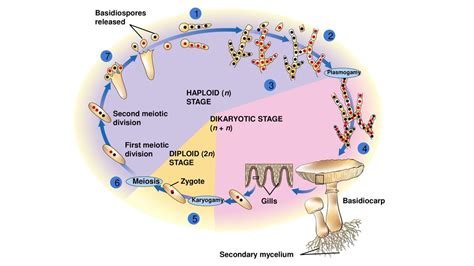 Glomeromycota Life Cycle