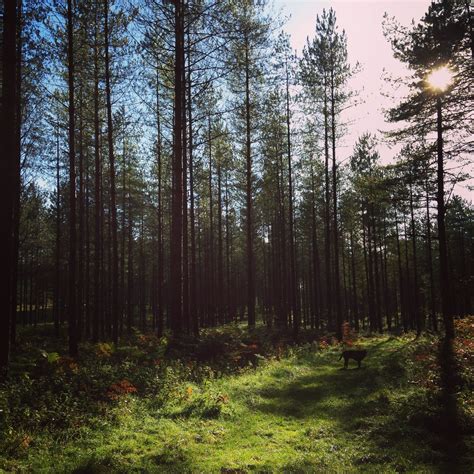 Thetford forest | Thetford forest, Natural landmarks, Nature