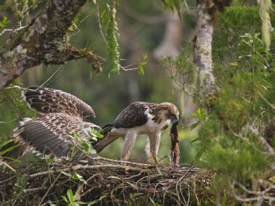 Philippine Eagle Facts - Philippine Eagle Diet - Philippine Eagle Habitat