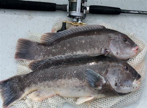 Blackfish: Fishing for Tautog by Another Name | Edible Rhody