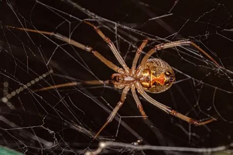 Seek & Destroy: Black Widow Spiders Are Being Actively Hunted by Brown ...