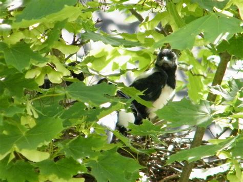 neugieriger Jungvogel ( Elster ) im Nest Foto & Bild | tiere ...