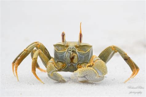 Horned Ghost Crab by Roland-F LifeOnEarth Crustaceans, Deep Sea, Marine ...