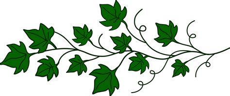 Ivy clipart vine, Ivy vine Transparent FREE for download on ...