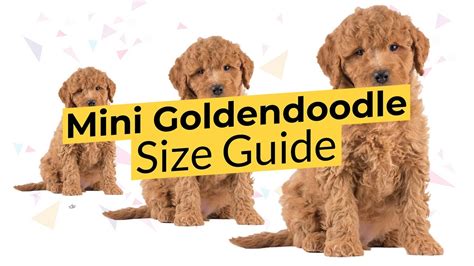 Mini Goldendoodle Size Guide 🔴 2022 🔴 Teacup, Toy, or Mini? 🐶 - YouTube