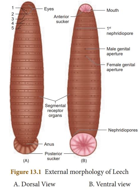 Hirudinea Leech Anatomy