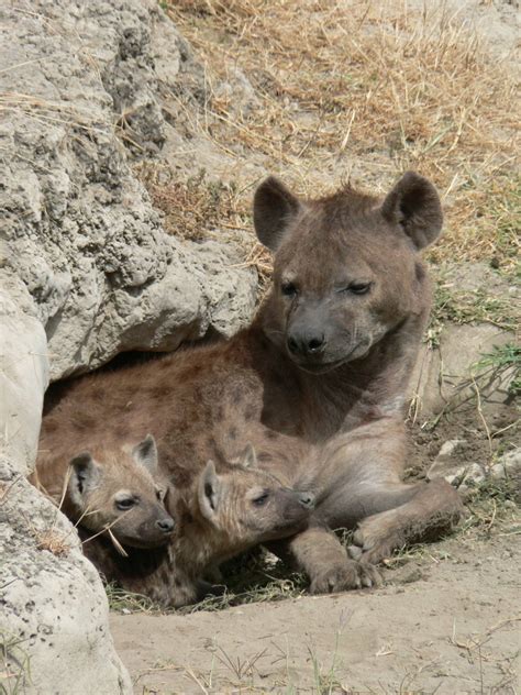 Spotted Hyena and cubs - Hyenas Photo (35401683) - Fanpop