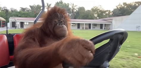 Even An Orangutan Can Drive A Golf Cart - Golfing News & Blog Articles ...